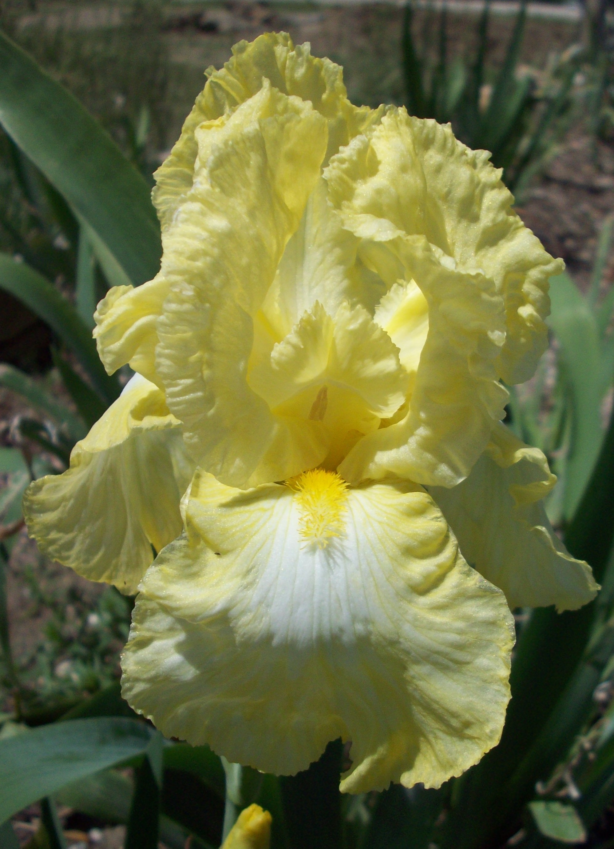 Iris germanica 'Buttered Popcorn'